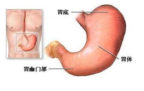 胃癌可以吃角瓜,天然食疗的养生之道